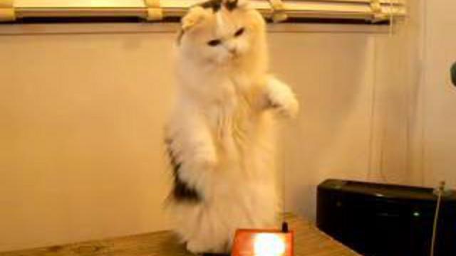 Котейка смотреть онлайн