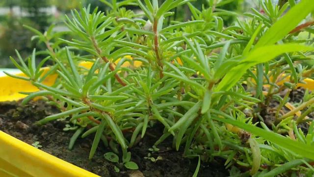 How to grow PORTULACA. смотреть онлайн