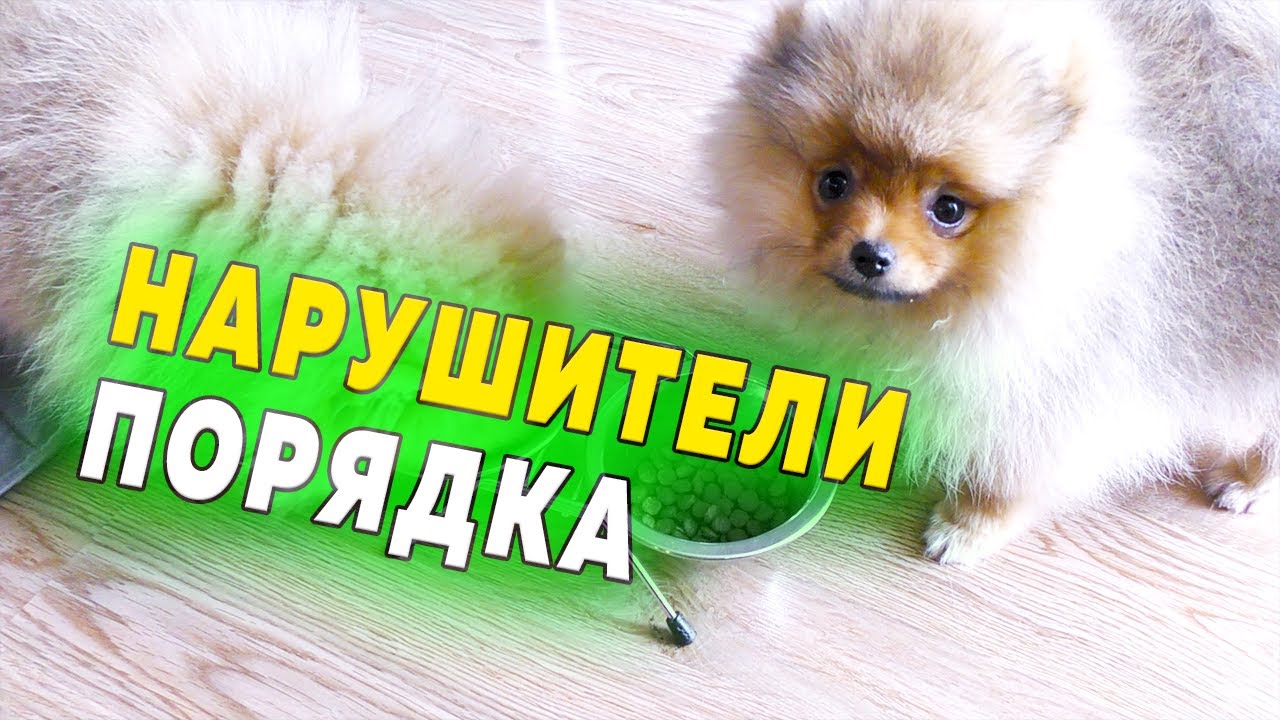 Щенкам шпица 100 дней. Уход за глазами шпица. Чем кормим собак. Нарушители порядка смотреть онлайн