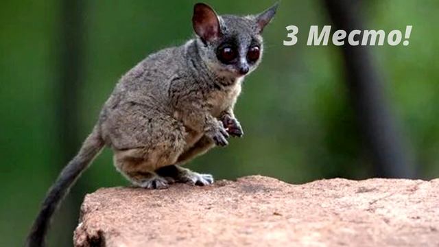 ТОП 5 САМЫХ ПОПУЛЯРНЫХ / ЭКЗОТИЧЕСКИХ ДОМАШНИХ ЖИВОТНЫХ смотреть онлайн