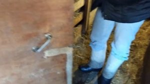 Стрижка копыт овцам