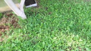 Как разбогатеть выращивая трюфель ИЗ ПОКУПНОГО МИЦЕЛИЯ (результат)