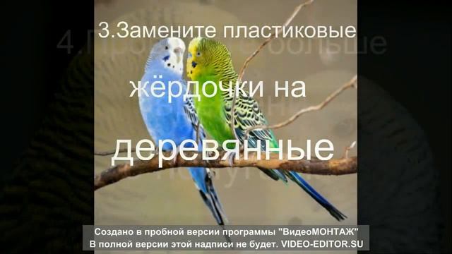 Советы По Содержанию Волнистых Попугаев смотреть онлайн