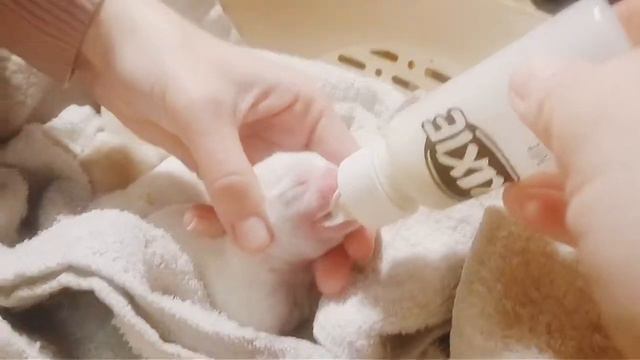 Штучне вигодовування цуценят смотреть онлайн