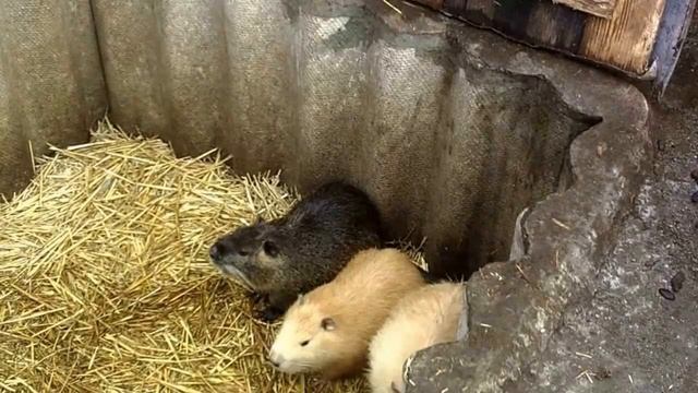 Супер идея!!!Современные бизнес идеи в животноводстве!Бизнес для села!Бизнес для деревни!