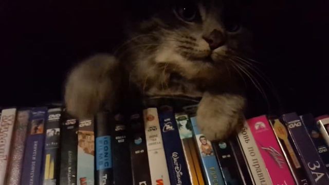 НЯШНЫЙ КОТЭ смотреть онлайн