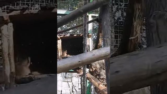 Новосибирский зоопарк. Часть 2. смотреть онлайн