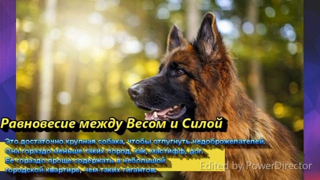 Немецкая Овчарка / Плюсы и Минусы смотреть онлайн