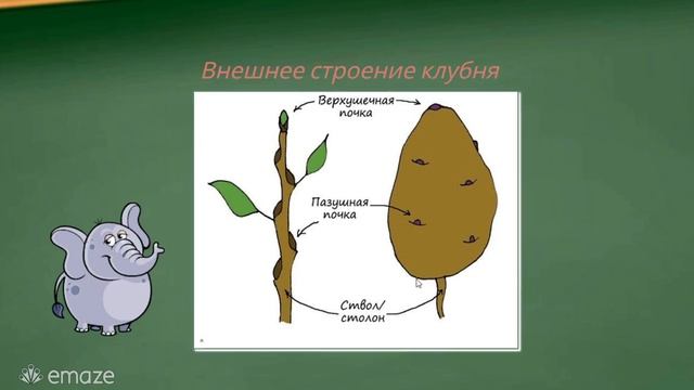 Биология 5 класс. Лабораторная работа "Внешнее и внутреннее строение клубня и луковицы. смотреть онлайн