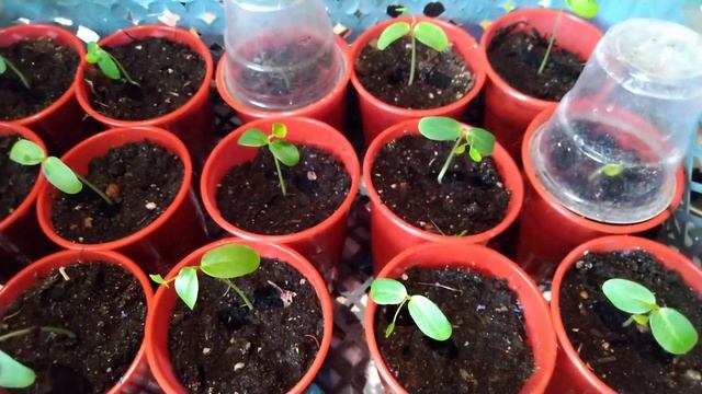 Розова акация .как вырастить