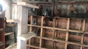 Голуби Яшалта Калмыкия обзор маточника Ю Михалыча Филатова