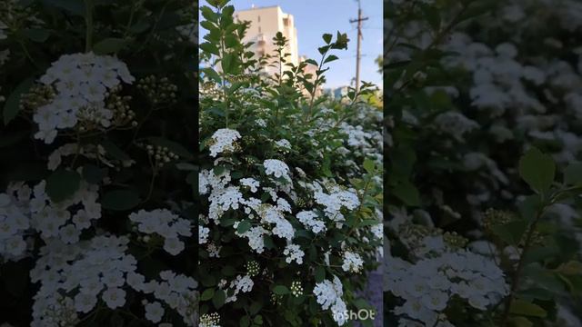 Городские цветы 🌼🌺🌷 смотреть онлайн