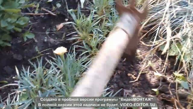 гвоздика в июле смотреть онлайн