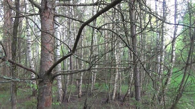 Русские гончие. Звона. Нагонка. смотреть онлайн