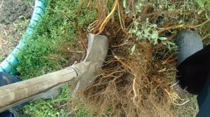 спирея грефшейм - пересадка взрослого куста. Уход, размножение..