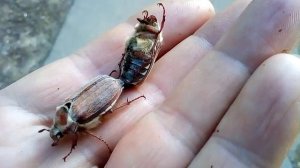 Спаривание  майских жуков ...без любви но навеки