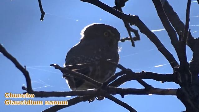 Chuncho o Mochuelo patagón (Glaucidium nanum) смотреть онлайн
