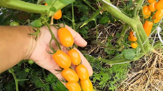 Мои томаты черри, обзор урожая на начало августа. смотреть онлайн