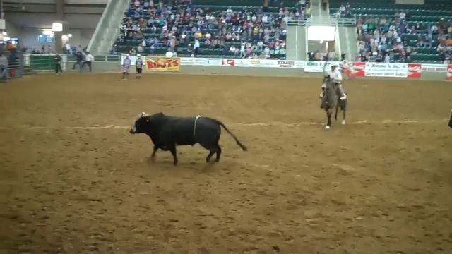 Williams NC Rodeo - Bull Jumps Into Crowd смотреть онлайн