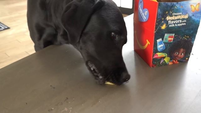 Labrador Tries First McDonald's Happy Meal смотреть онлайн