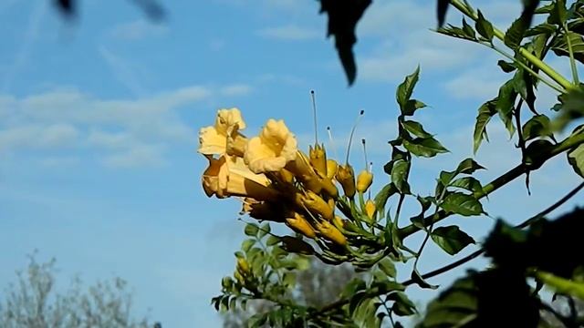 campsis radicans flava Trompetklimmer смотреть онлайн