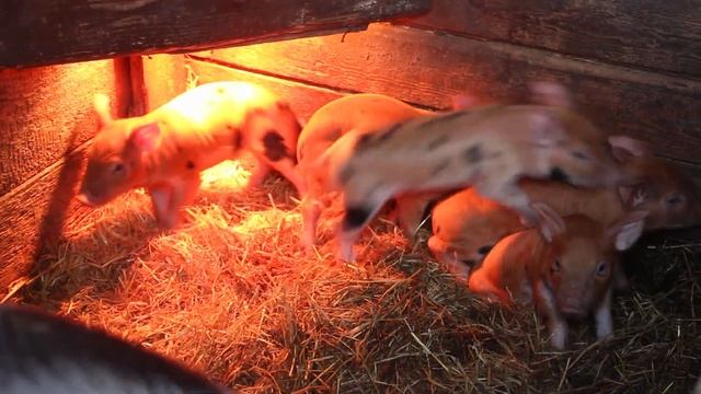 Поросята-Дюрок 50%. Хорошенькие) Рыженькие) смотреть онлайн