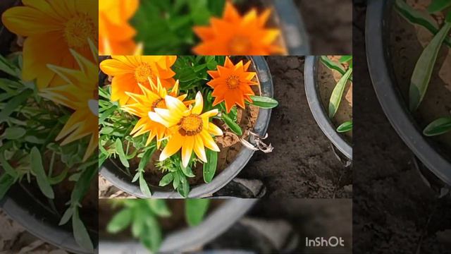 Nursery visit#plants#planters#goose смотреть онлайн