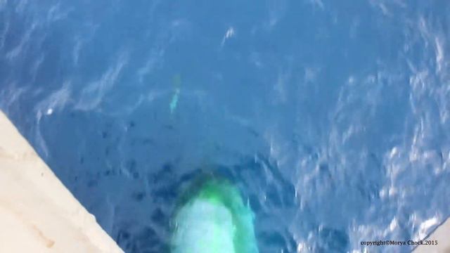 Скоростные дельфины смотреть онлайн