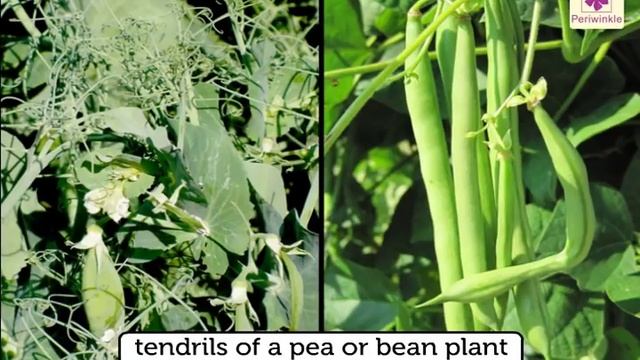 Plants & Animals-Similarities & Differences | Environmental Studies For Kids | Grade 5 | Periwinkle смотреть онлайн