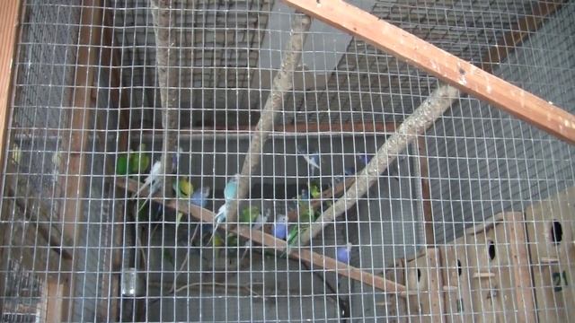 Как я борюсь с трихомонозом у голубей 01 .09. 2020 год смотреть онлайн