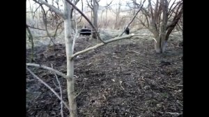 Вьетнамская вислобрюхая свинья, разведение и выращивание на воле