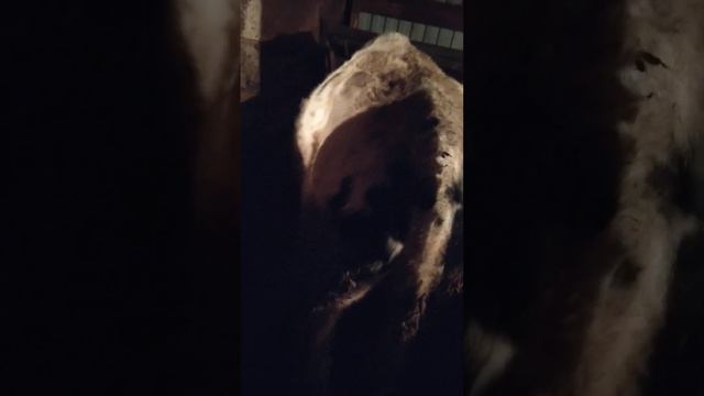 замерил бычка.сегодня забой смотреть онлайн