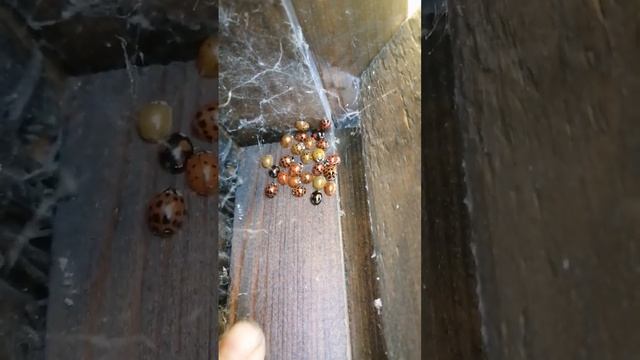 я нашёл где тусуются бабочки зимой, туса по осени??? смотреть онлайн
