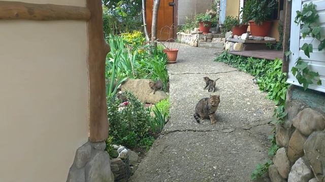 А у нас сегодня кошка родила вчера котят! смотреть онлайн