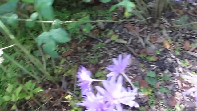 Autumn Crocus - Осенние крокусы смотреть онлайн