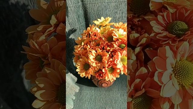 Хризантема кустовая Monika #цветы #хризантема смотреть онлайн