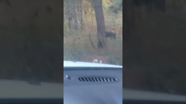 Шок кабаны у нас на пути. Москов область, Раменский район, Минино за нашей деревней гуляют кабанчик смотреть онлайн