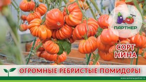 ОГРОМНЫЕ РЕБРИСТЫЕ ПОМИДОРЫ. СОРТ НИНА.