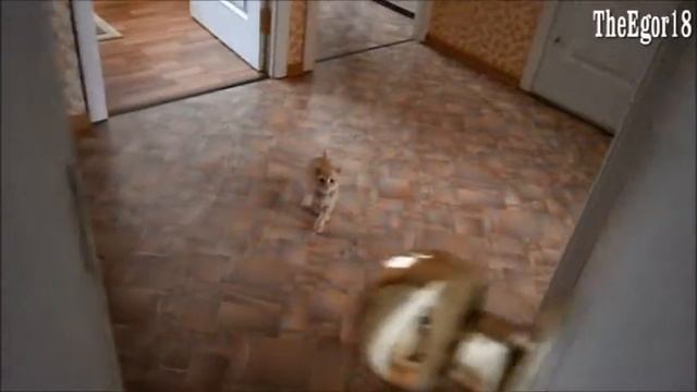 как правильно преследовать человека. смотреть онлайн