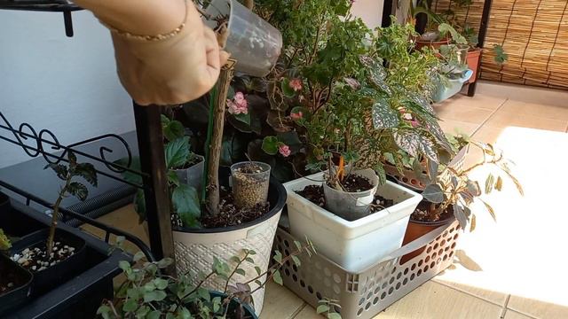 제라늄 여름삽목 가능할까요??##조날틱 제라늄 삽목방법 смотреть онлайн