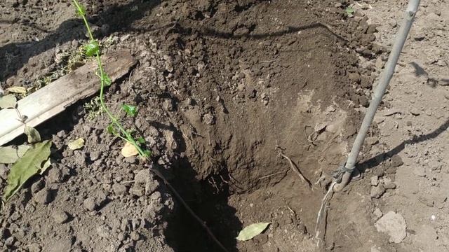 Посадка укорененных саженцев винограда. смотреть онлайн