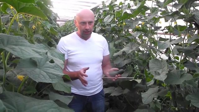 Огуречные новинки от компании NongWoo Bio