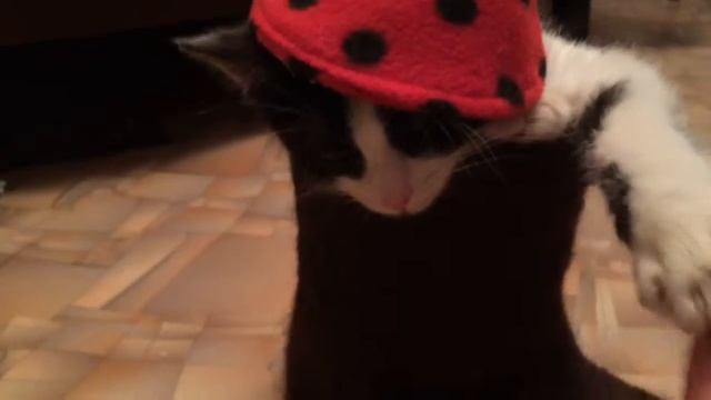 Котёнок, который любит сидеть в валенке. А почему и нет, ведь морозы...?! смотреть онлайн