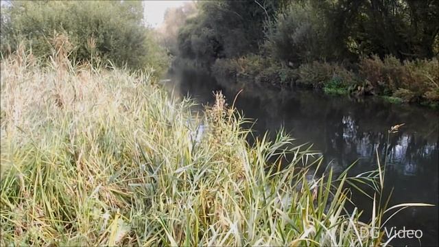 Winnal Moors Nature Reserve,Winchester, Hampshire England смотреть онлайн