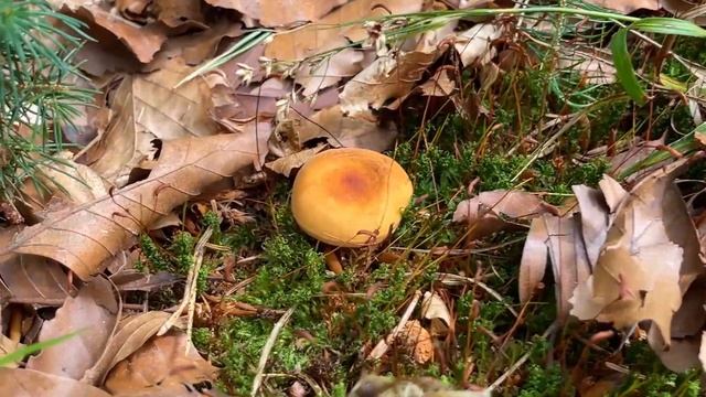 Pilze im Juli | 31.07.2022 | Einige letzte schöne Funde im Juli | Milchbrätling, Hexenbutter & mehr смотреть онлайн