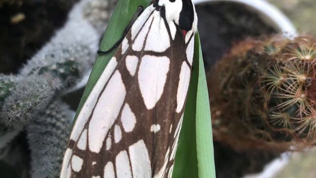 Cactus |butterfly смотреть онлайн