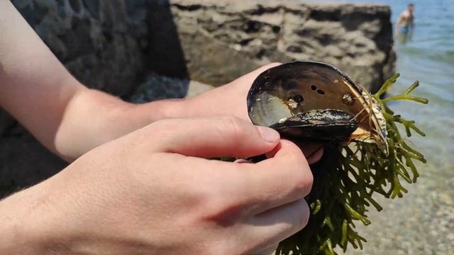 Кодиум хрупкий или устричный вор