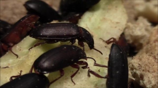 Tenebrio molitor (beetle) eat
