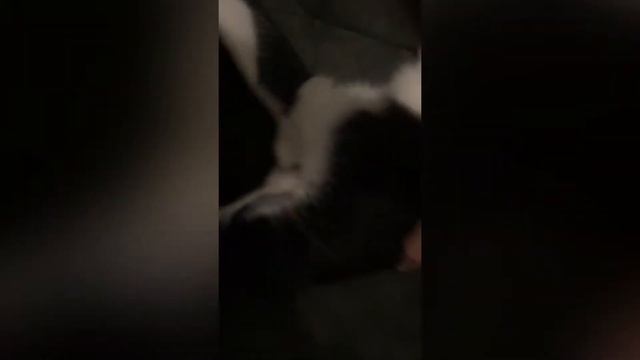 The GIT who sat in my chair смотреть онлайн