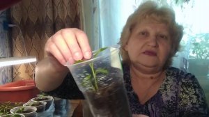 Важно! Чем подкормить рассаду перца после пикировки!